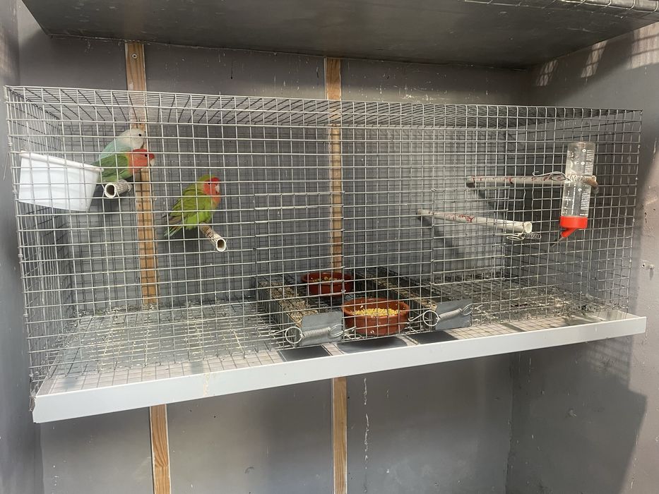 FIM DE HOBBY Colónia de agapornis e todo o material