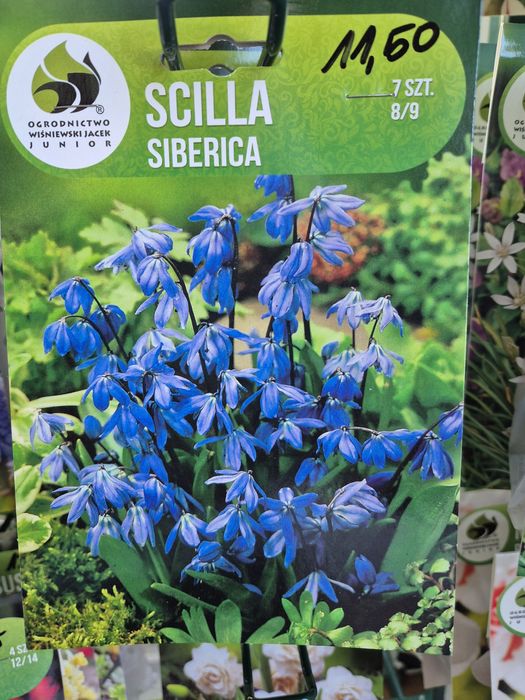 Cebulki Cebulicy syberyjskiej