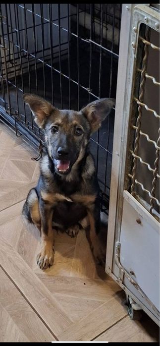 Віддам в добрі руки