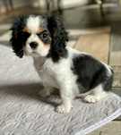 Cavalier king charles spaniel- dziewczynka