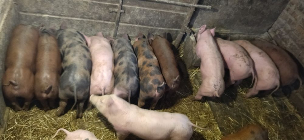 Продам домашніх поросят