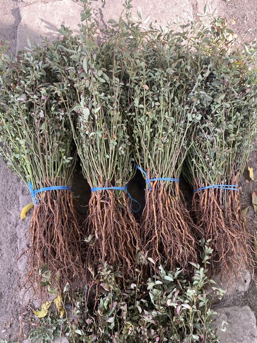 Шиповник - шипшина