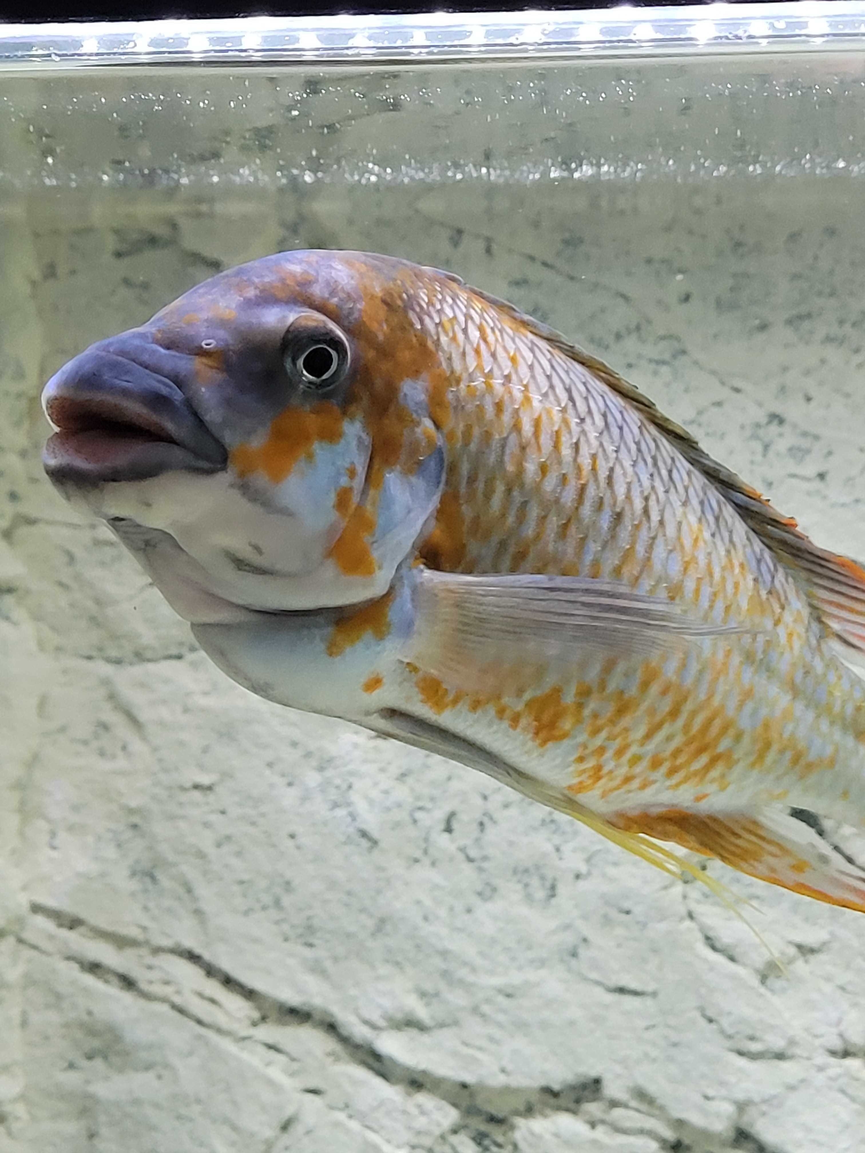 Rybki Petrochromis kazumbe orange kigoma