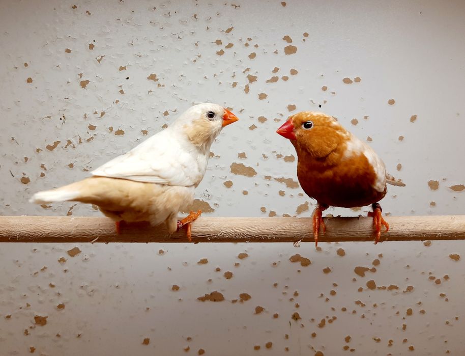 Zeberki zeberka Rudopierśne