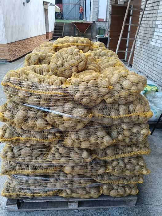 Ziemniaki jadalne Ignacy