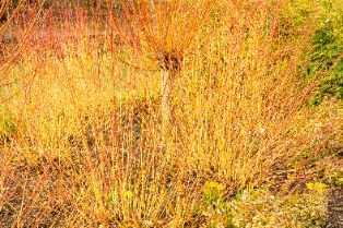 Wierzba płomykowa 'Yellow Flame' (Salix) Doniczka 2.0L