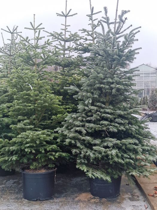 Jodła Kaukaska choinki donica wys.2-2.5m Plantacja Choinek WEBER Kicin