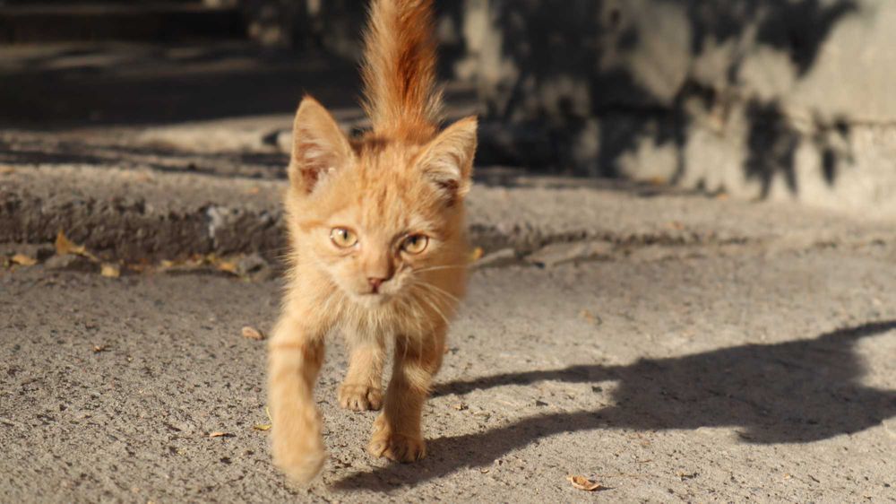 Гарні котята - Віддам