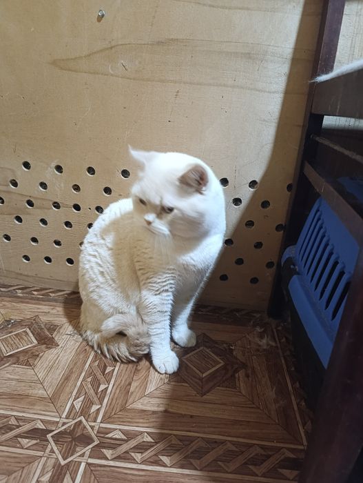 Шотландский скоттиш страйт е2133 Генри