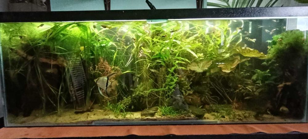 Rośliny akwariowe mix