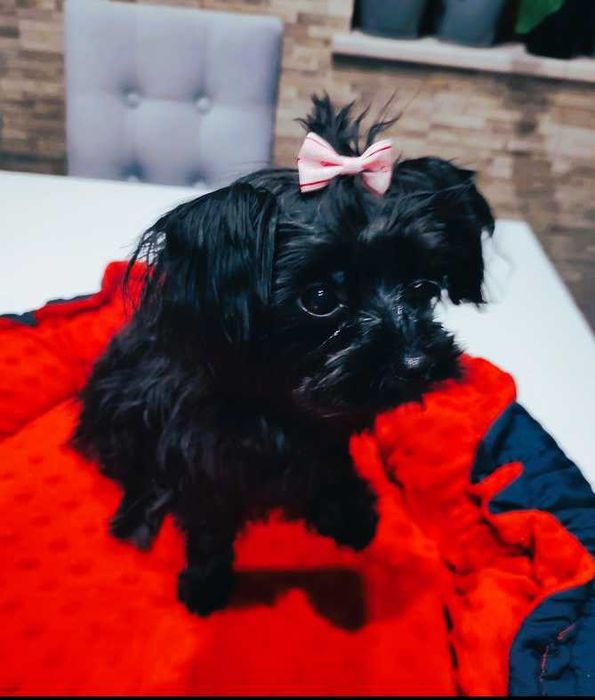 Yorkshire terrier Black Malutkie Mini Mini