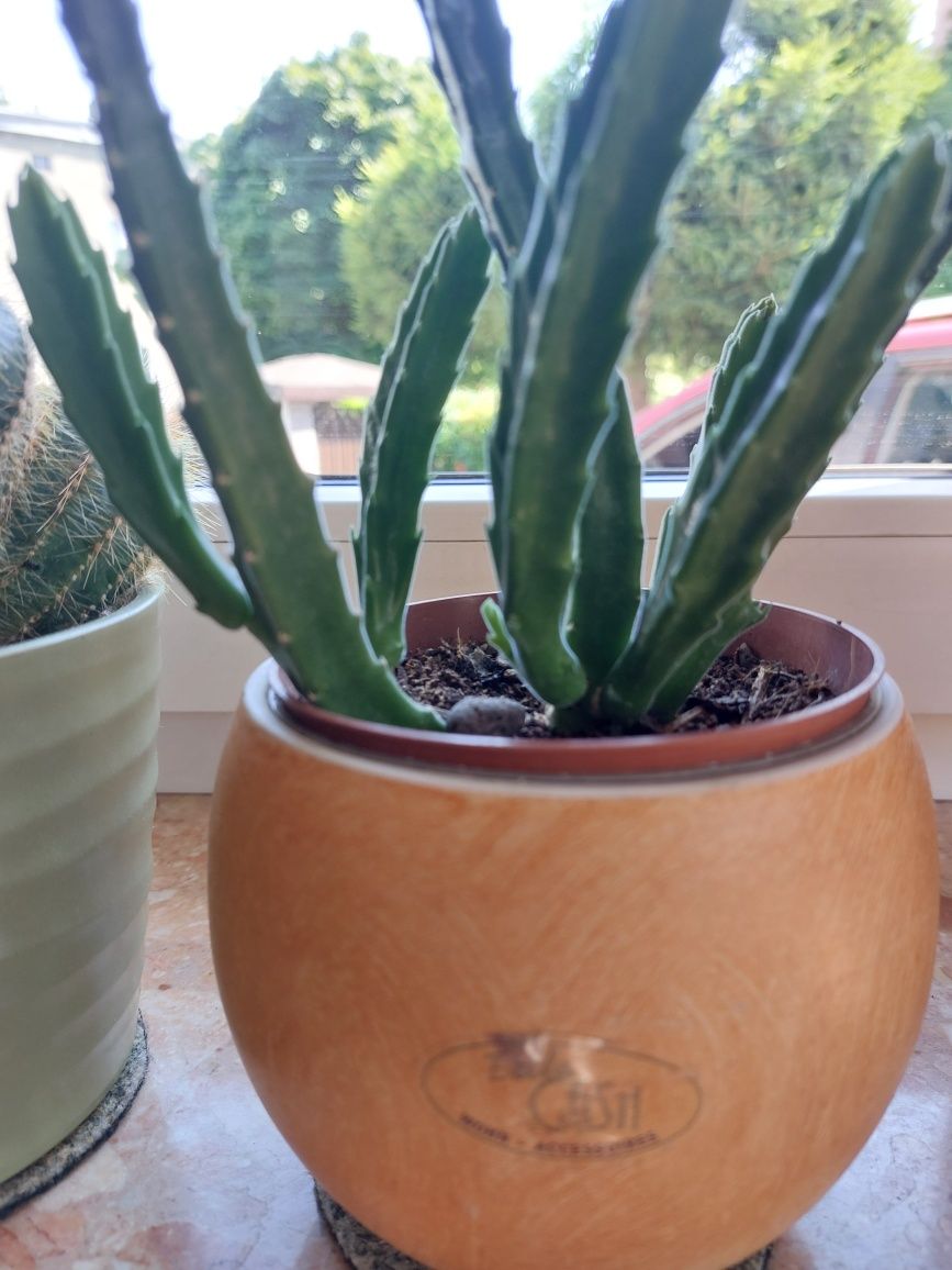 Stapelia, gwiazda szeryfa.