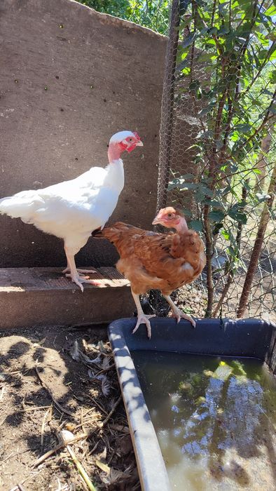 Casal galo galinha (frangos do campo)