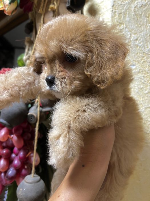 Акція Хлопчик кавапу ф1