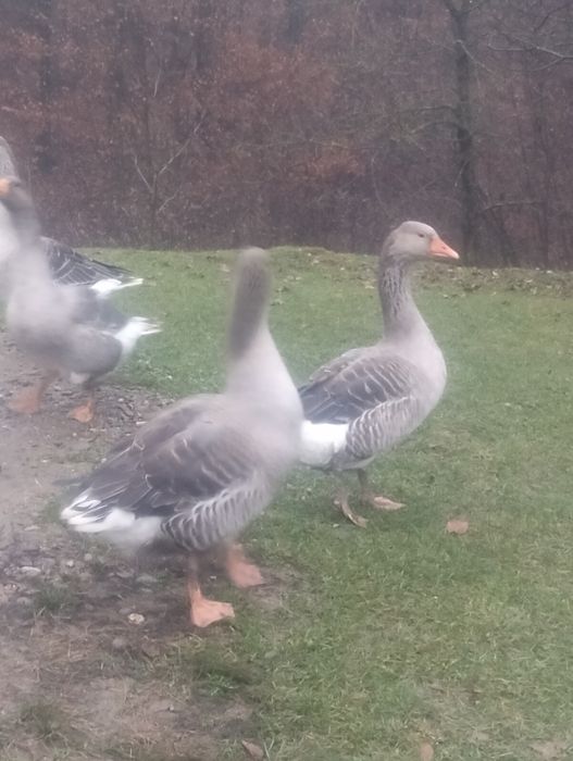 Продам гуси украинська сира