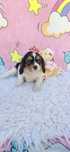 Cavalier king charles fêmea
