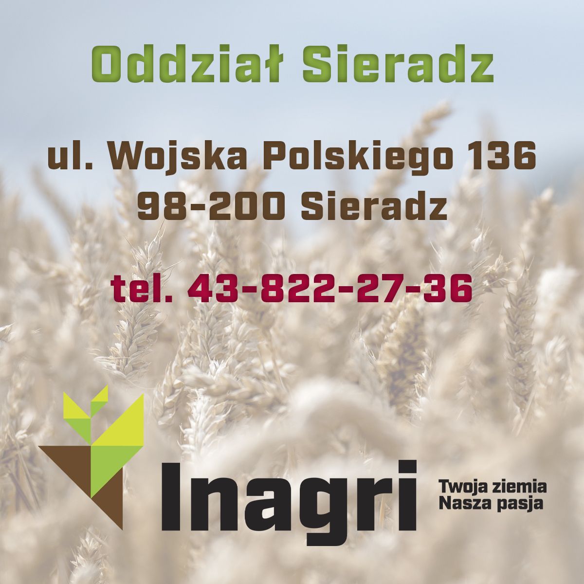 Pszenica ozima Argument, C1, opak. 50kg | dlaroslin.pl