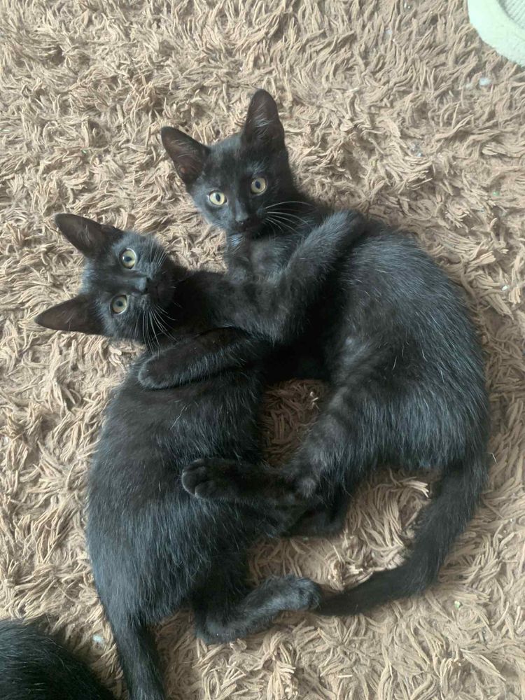 Kociaki do adopcji