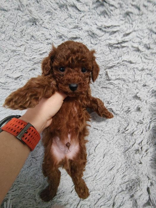Pudel toy/miniatura samiec