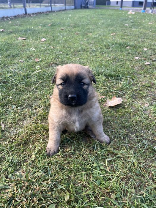 Oddam szczeniaki w dobre ręce