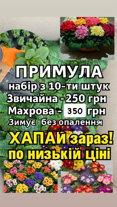 Примула махрова та звичайна