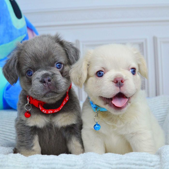 Неймовірні малюки у пошуках люблячих родин!