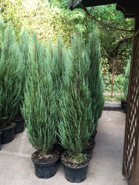 Ялівець (можжевельник) Блю Ароу екстра 160-220 cм Київ