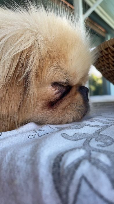 Pequines beje - macho nao castrado