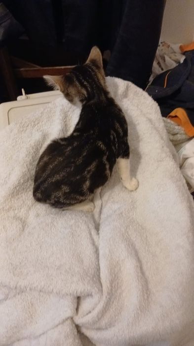 Gatinhos bebês para adoção com esterilização gratuita