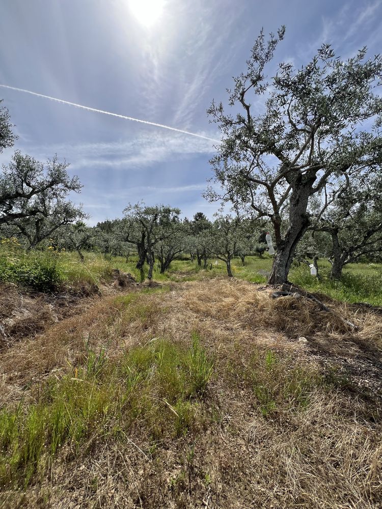 Terrenos agricolas - Freixial/Barbaído