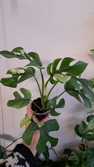 Рафідофора тетрасперма варієгатна