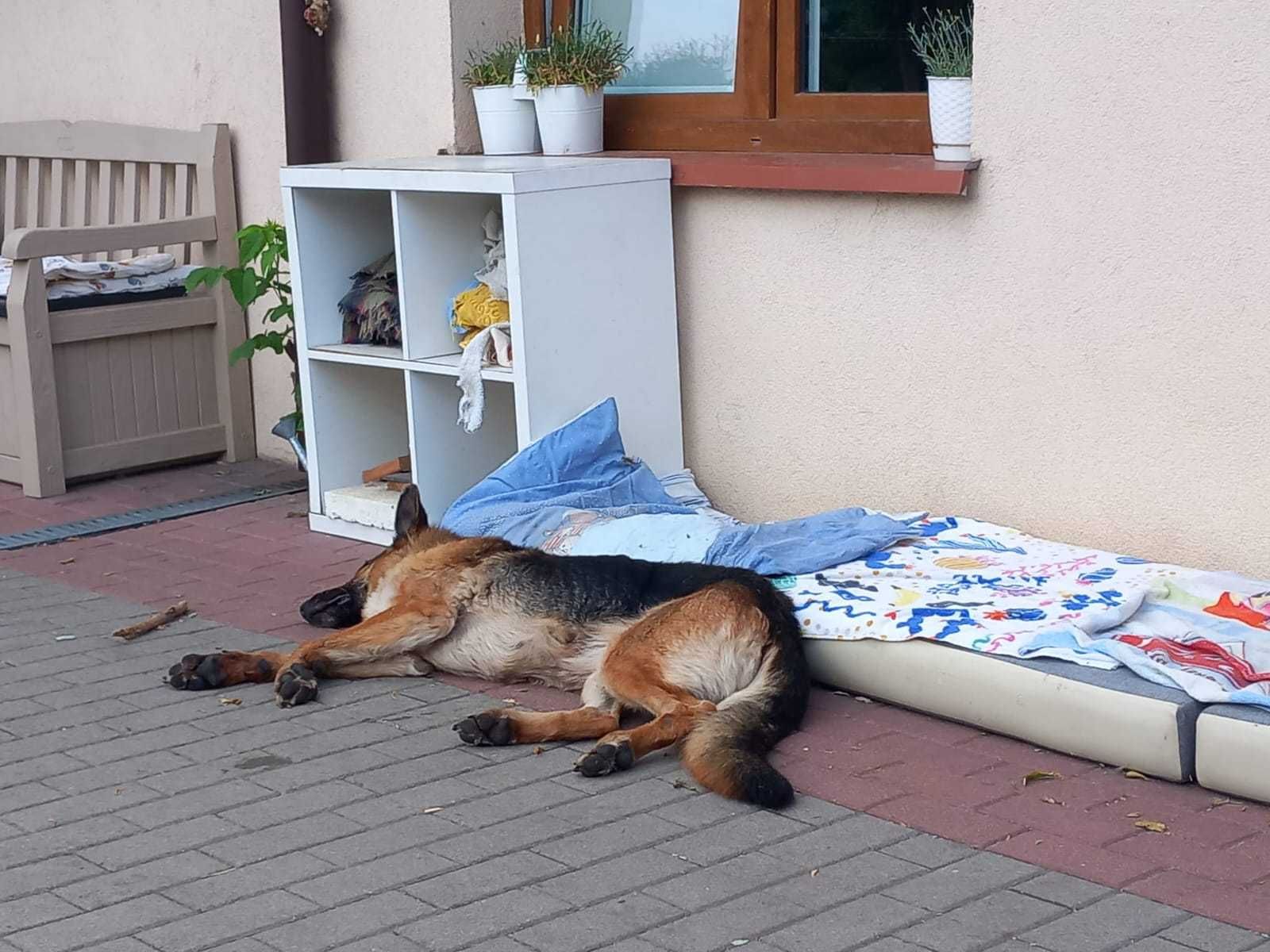 Owczarek niemiecki Agatka potrzebuje Ciebie