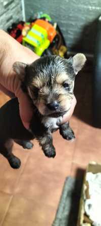 yorkshire terrier  macho puro