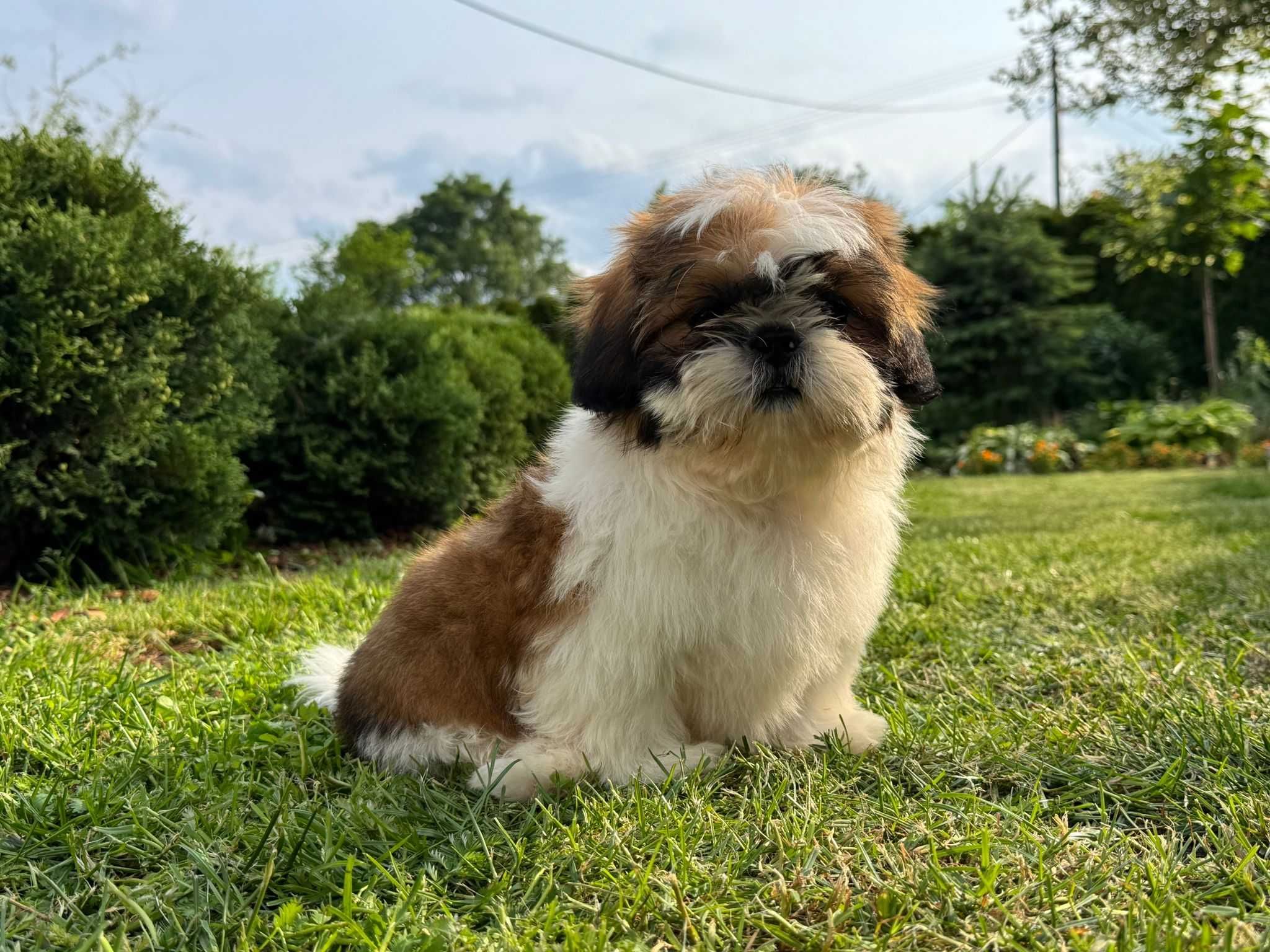 Piesek Shih-Tzu Tricolor • GOTOWY DO ODBIORU •