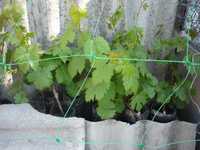 Саджанці винограду із закритою кореневою системою та черенки