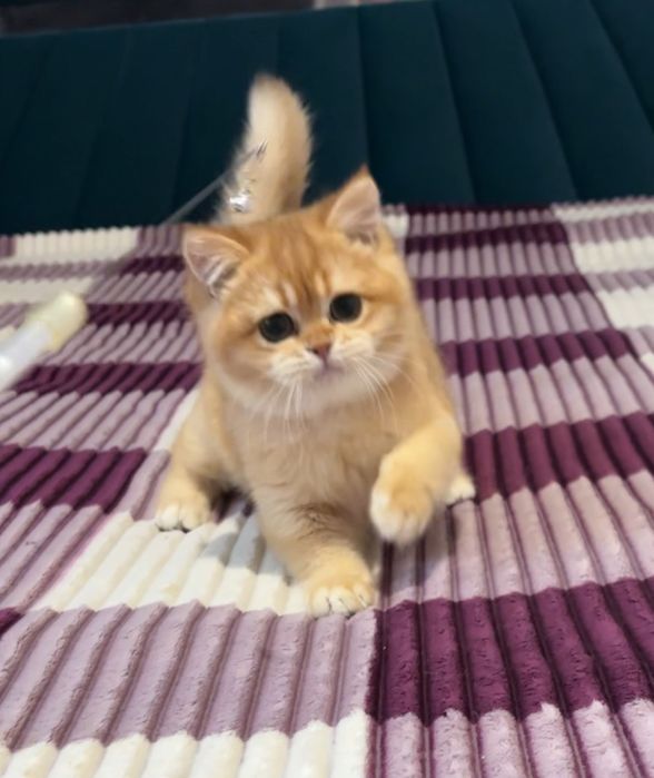 Хлопчик золота шиншила