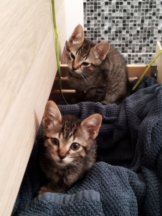 Gatinhos bebés para adoção responsável