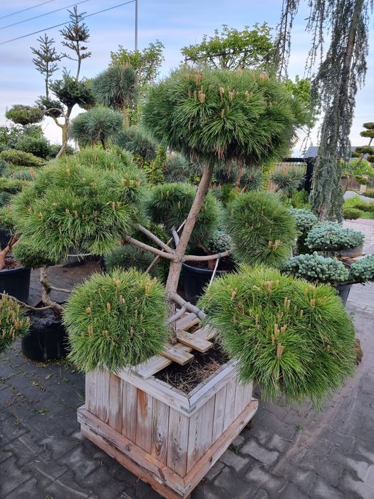 Krzewy formowane Niwaki BONSAI ogrodowe