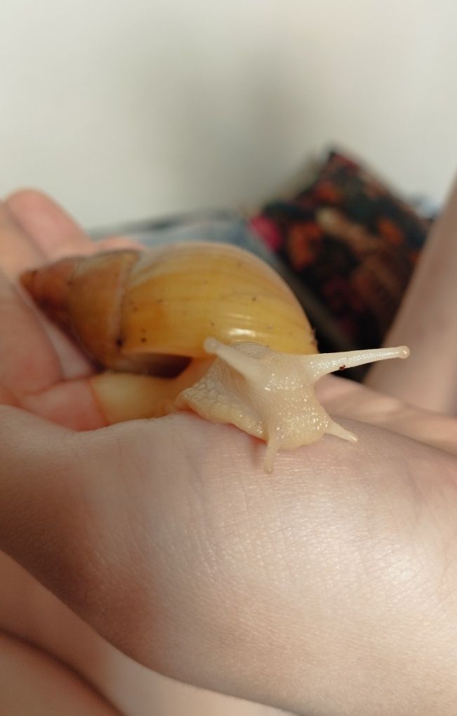 Ślimak afrykański z terrarium