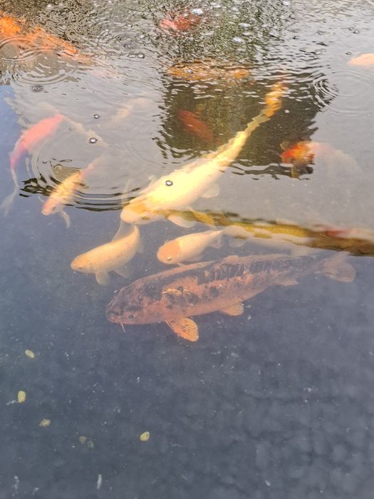 Karp koi jesiotr amur do oczka stawu