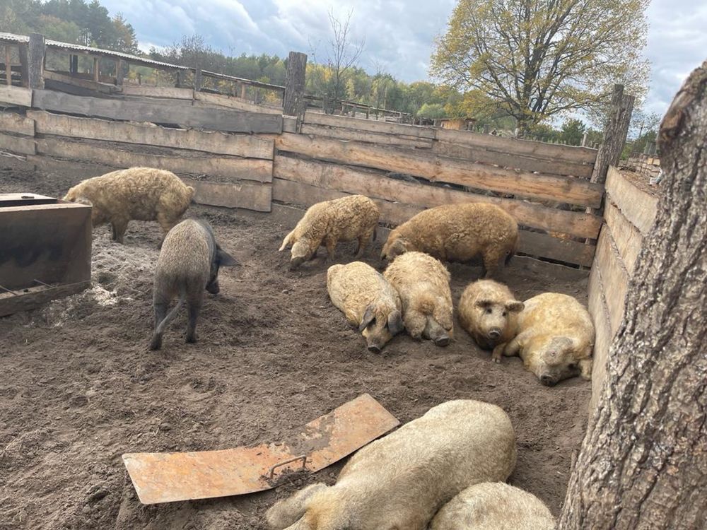Свиня породи Угорська Мангалиця
