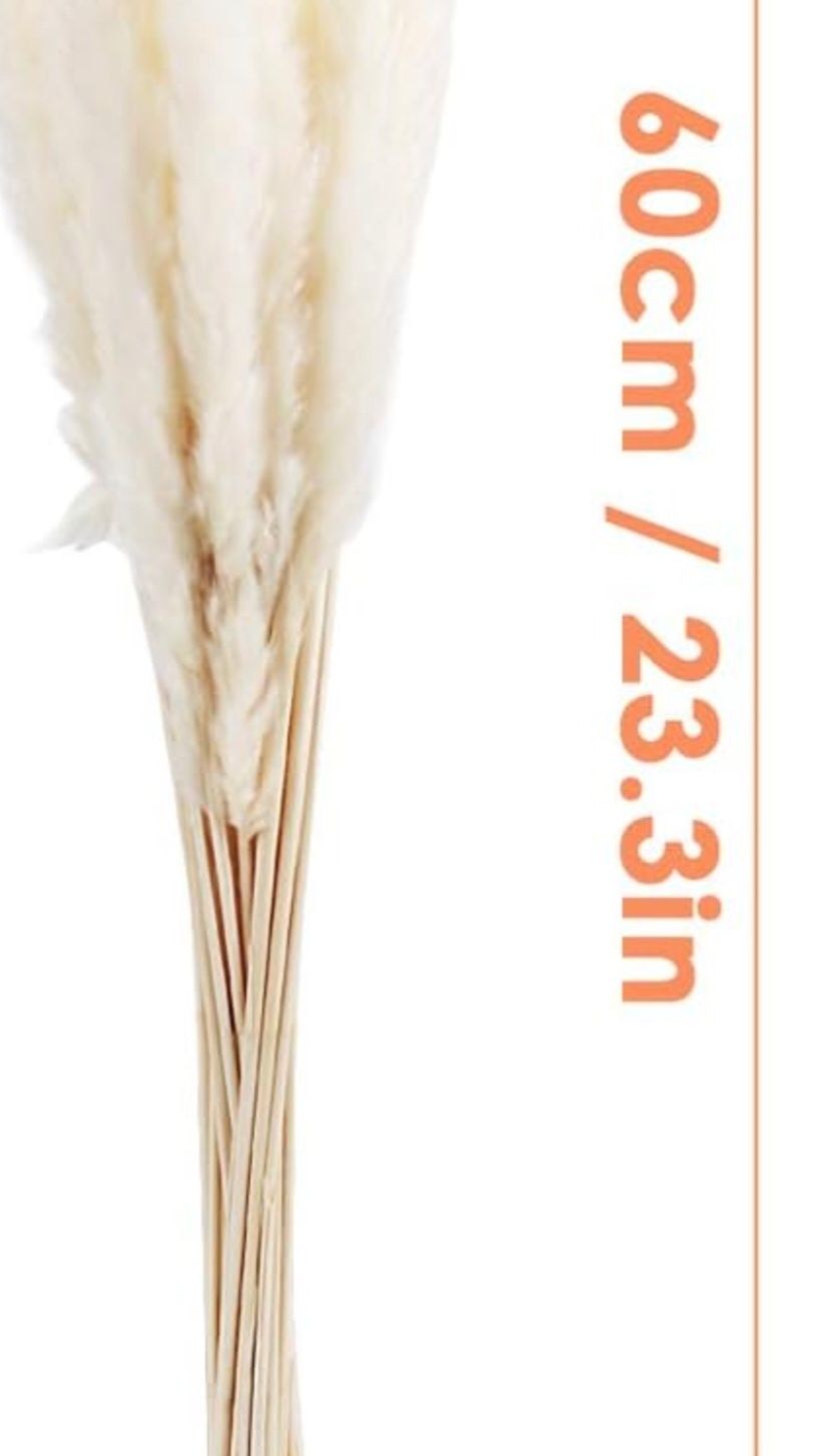 Trawa pampasowa biała 30 sztuk, 60 cm