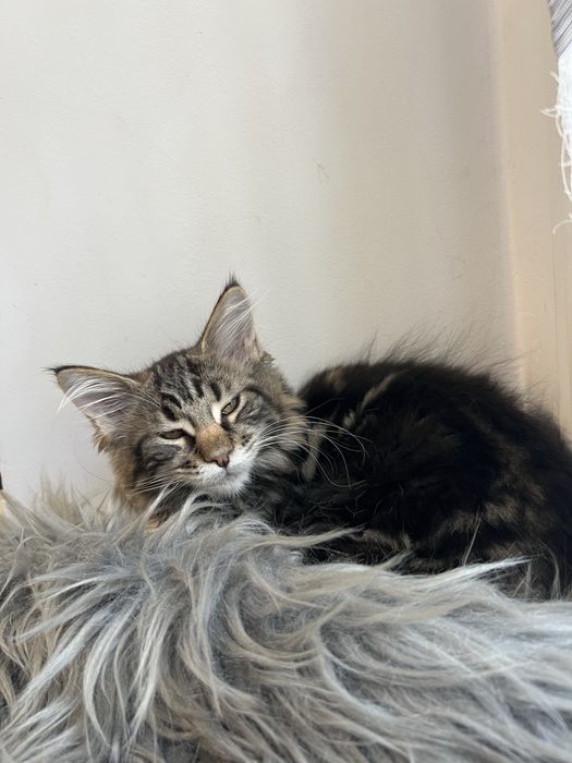 Kotka Maine Coon “GAJA” f22 FPL/FIFE – klasyczny czarny szylkret