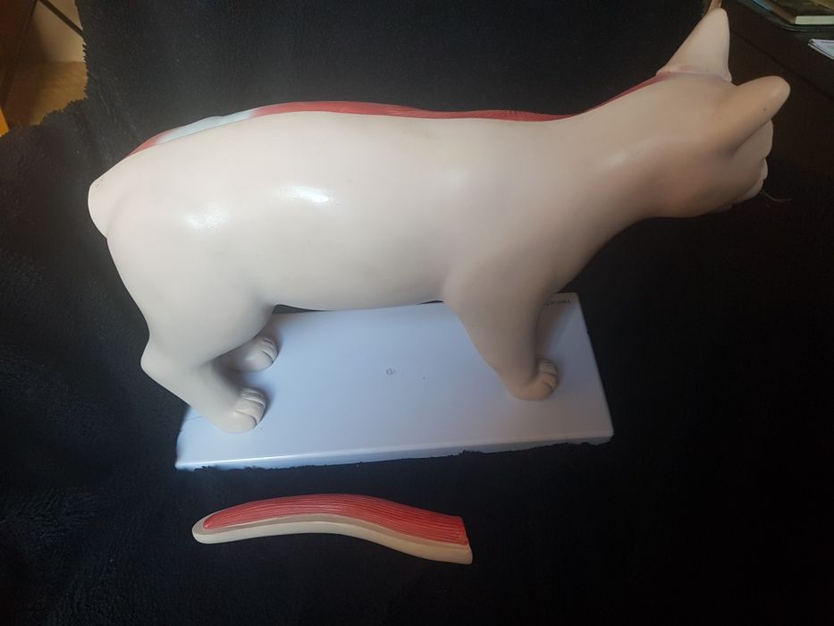 Anatomiczny model kota