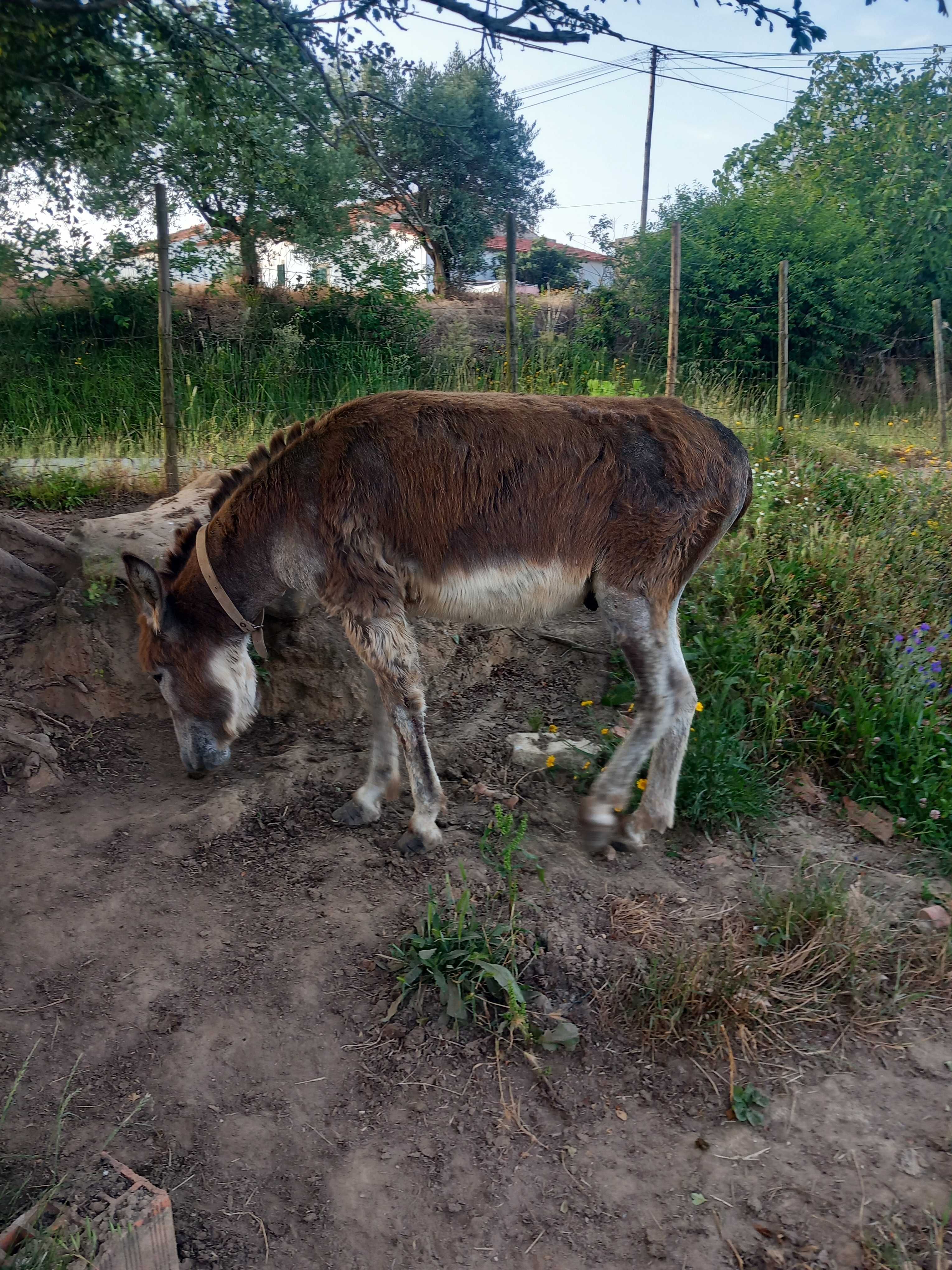 Burro inteiro 4 anos
