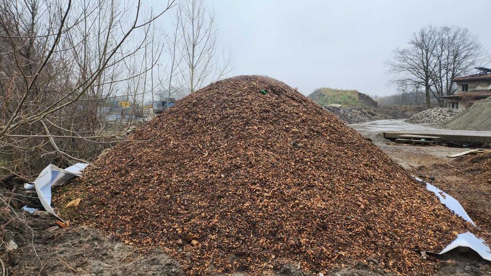 ZRĘBKA ZR3BKIi drzew liściastych i iglastych. Wrocław i okolica