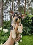 Bucefał / Chihuahua / Piesek / Choco Merle