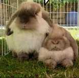 Oddam dwa króliki rasy mini lop
