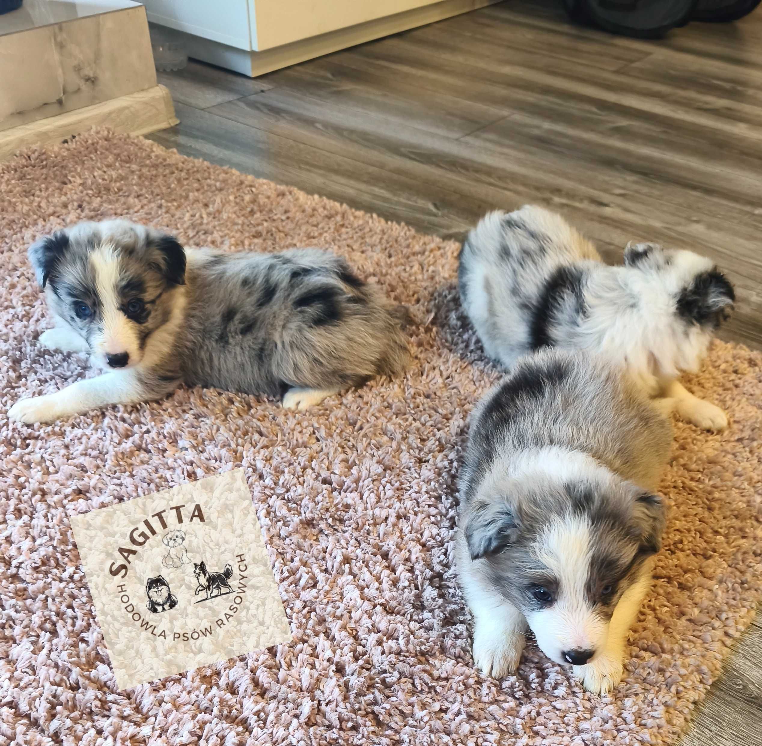 Border Collie ślicznotka - piękna suczka