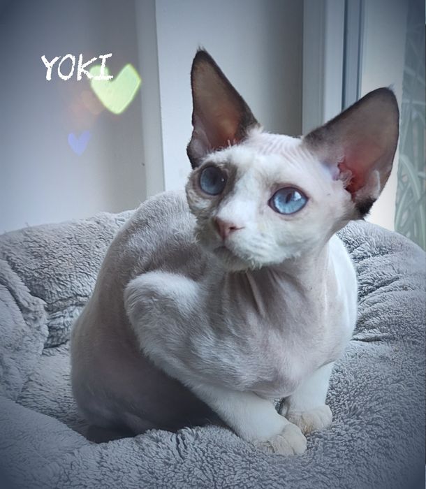 Devon rex Yoki z oczami jak morze